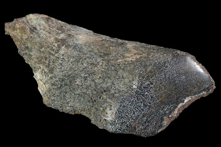 Polished Dinosaur Bone (Gembone) Section - Colorado #96424